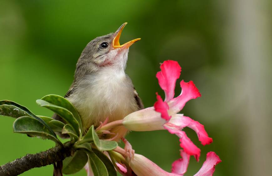 Birdsong contains fine detail that is far too quick for us to hear. Picture Shutterstock
