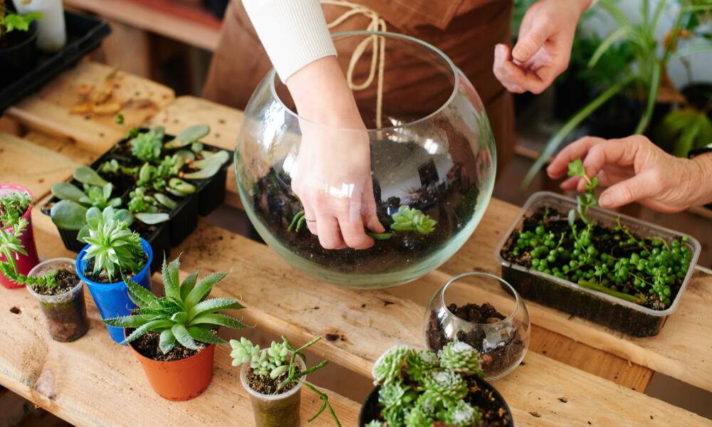 Most terrariums only need watering every couple of weeks. Picture Shutterstock