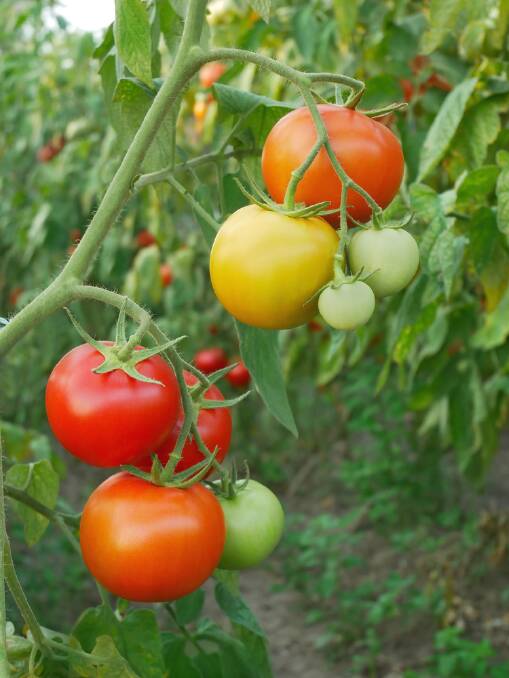 The true secret of early tomatoes is to feed them lavishly. Picture: Shutterstock