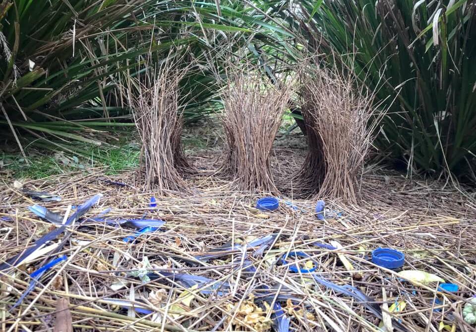 A rare 'double' satin bowerbird bower. Picture: Nell Hunter