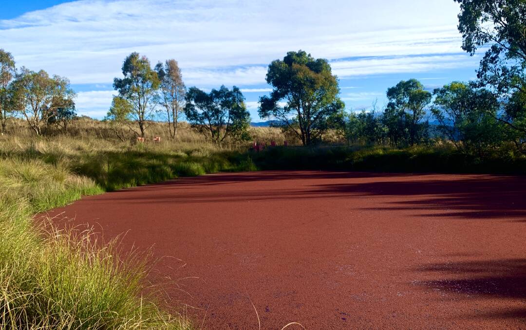 The 'red' dam in Cooleman Ridge Nature Reserve. Picture by Tim the Yowie Man