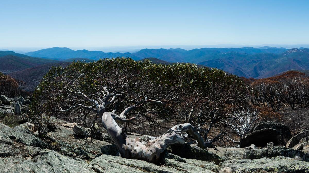 The photo shows just how close fire got to the iconic snow gum. Picture: ACT Government
