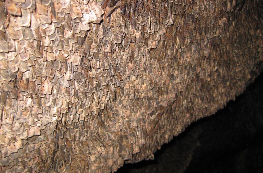Aestivating Bogong moths (i.e. moths in dormancy) clustered on a cave wall in the Kosciuszko National Park. In this photo, taken in a good year, there are approximately 17,000 moths per square metre of cave wall. Photo: Eric Warrant