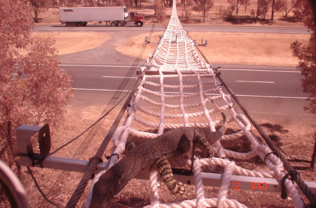 A goanna safely crosses the Hume Highway near Albury. Picture: Kylie Soanes