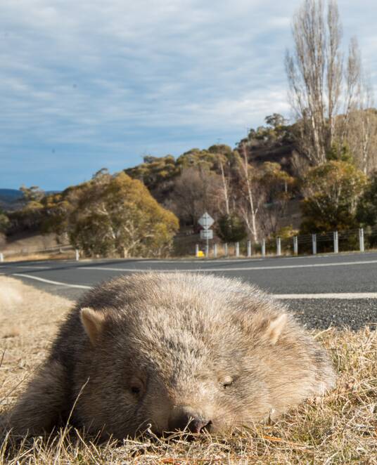 Pranking a wombat corpse sparked online outrage. Picture: Shutterstock