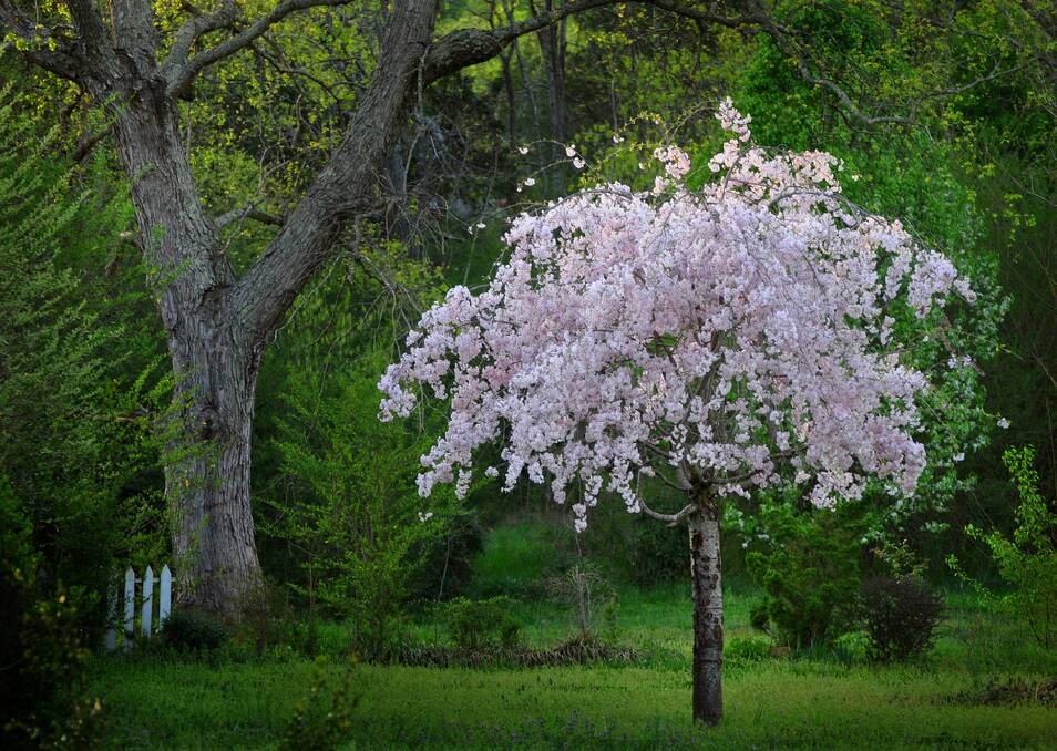 A weeping flowering cherry in the middle of your lawn will turn heads. Picture: Shutterstock