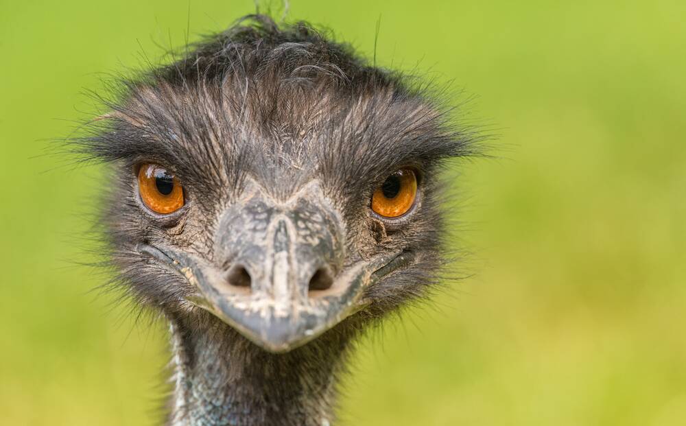 What if I fell for Dark Emu because I am old and have lost my intellectual agility? Picture: Shutterstock