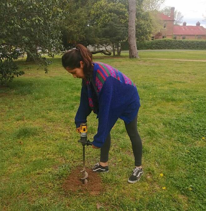 Chilean backpacker Milena Ponce drills one of dozens of 'chimneys' to aerate compacted soil beneath Braidwood's much loved park trees. Picture: Camila Perez