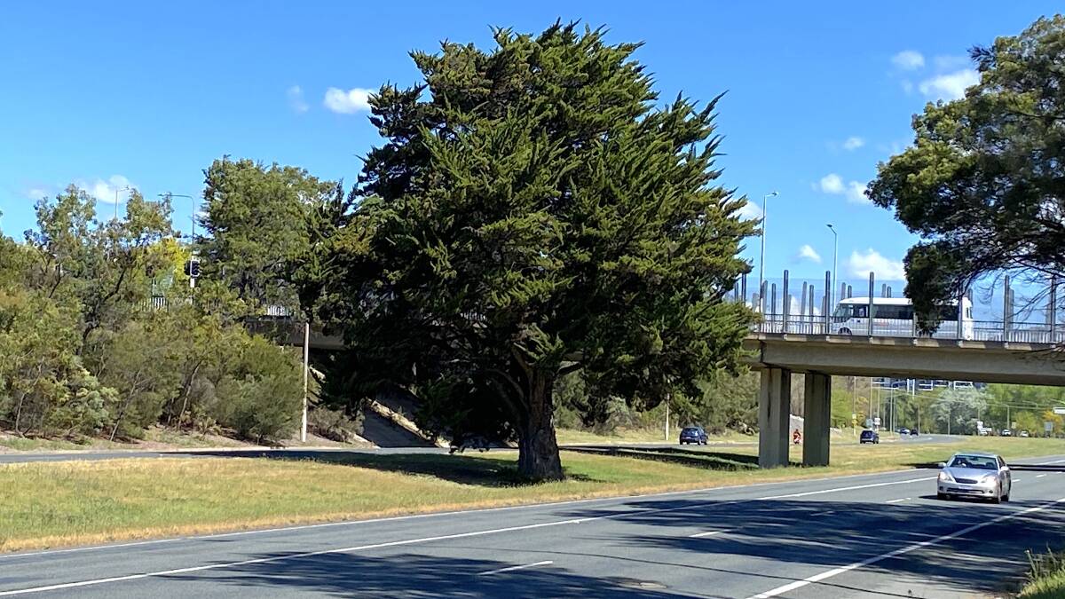 The solitary pine at Yarra Glen. Picture by Tim the Yowie Man