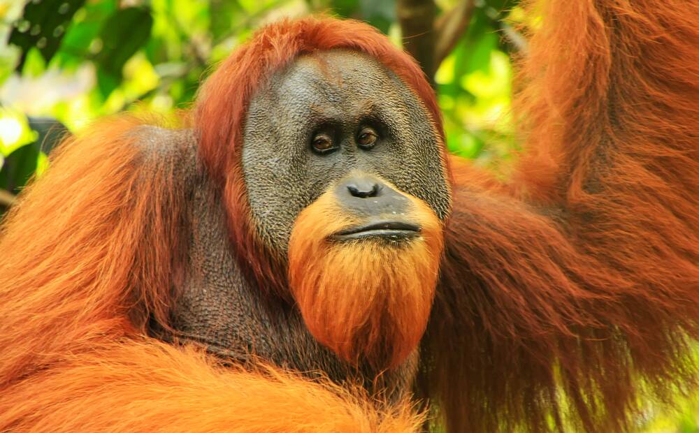 Orangutans show a preference for their left hand. Picture Shutterstock