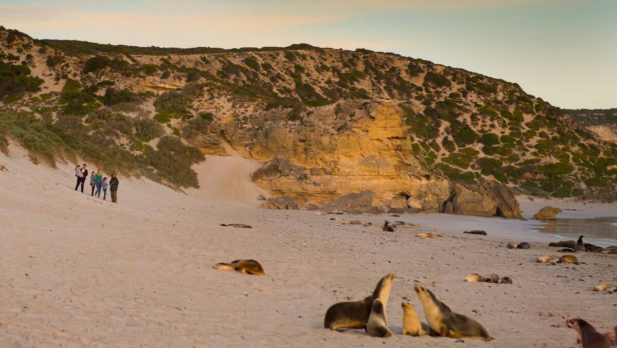 Seal Bay Conservation Park on Kangaroo Island. Picture: South Australian Tourism Commission