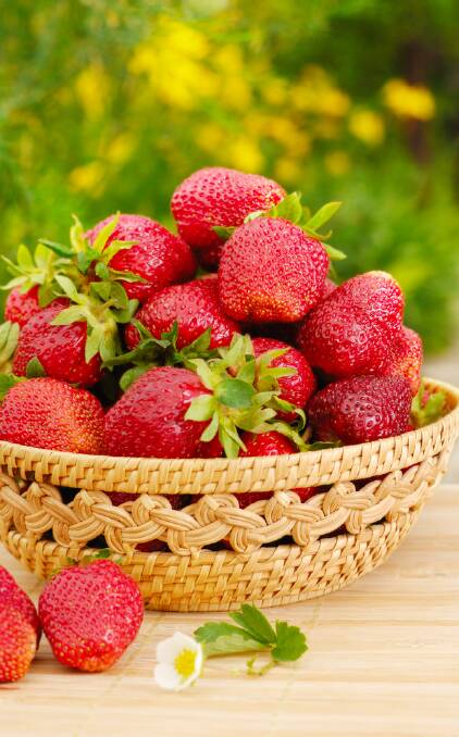 Strawberries can be planted at any time of the year. Picture: Shutterstock