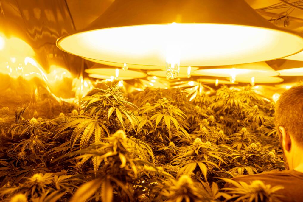 When police came knocking on April Fool's Day, a Dunlop house was found to contain six rooms converted to a hydroponic growhouse. Picture: ACT Policing