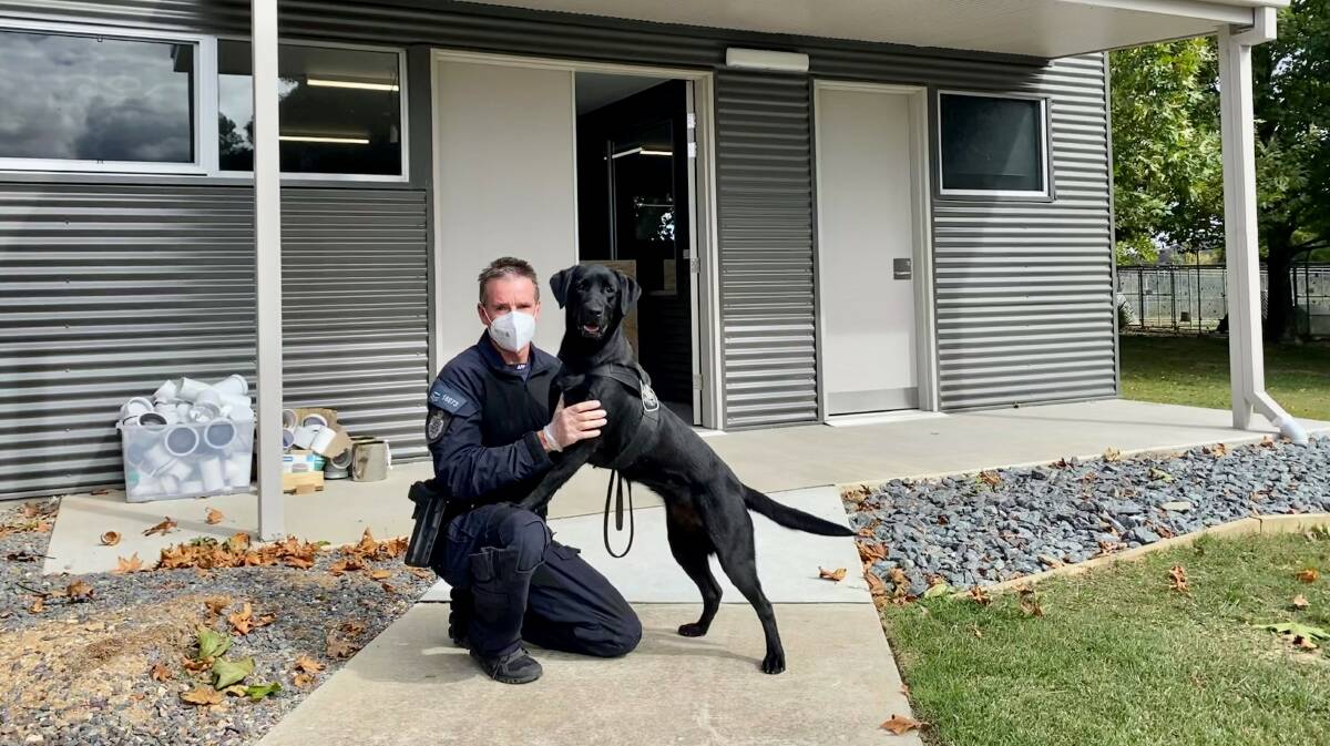 An federal police handler with black labrador Heidi, a technology detection dog which sits among the "top 1 per centers" of the multi-disciplined Majura-based K9 unit. Picture: AFP