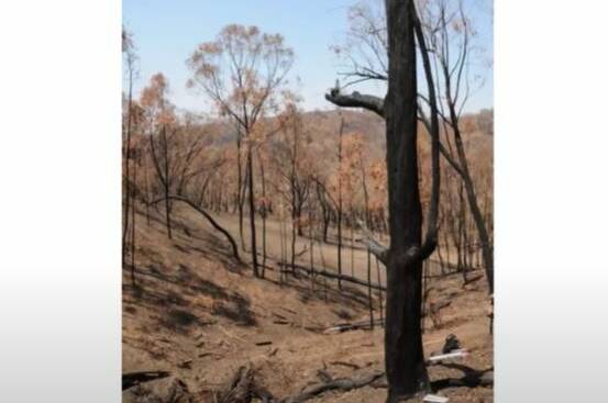 The charred tree in the Ellerslie fiorest which investigators believe was the trigger point. Picture: NSW Coroner