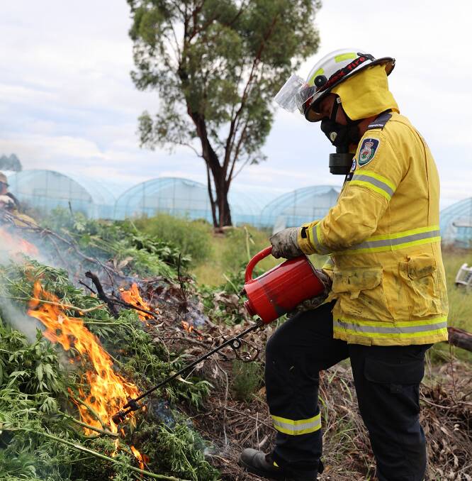 Rural Fire Service volunteers were called in to burn the crop on site. Picture: NSW Police