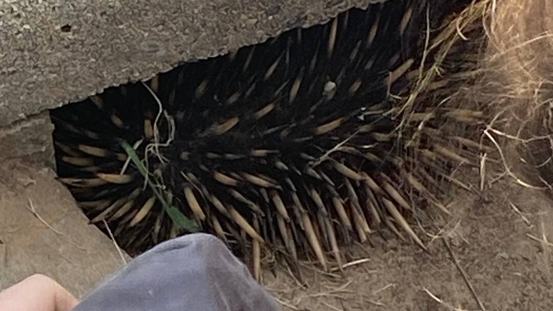 The echidna jammed inside the stormwater drain. Picture ACT Policing