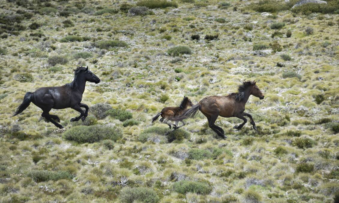 Wild horses roaming the park. Picture: Finbar O'Mallon
