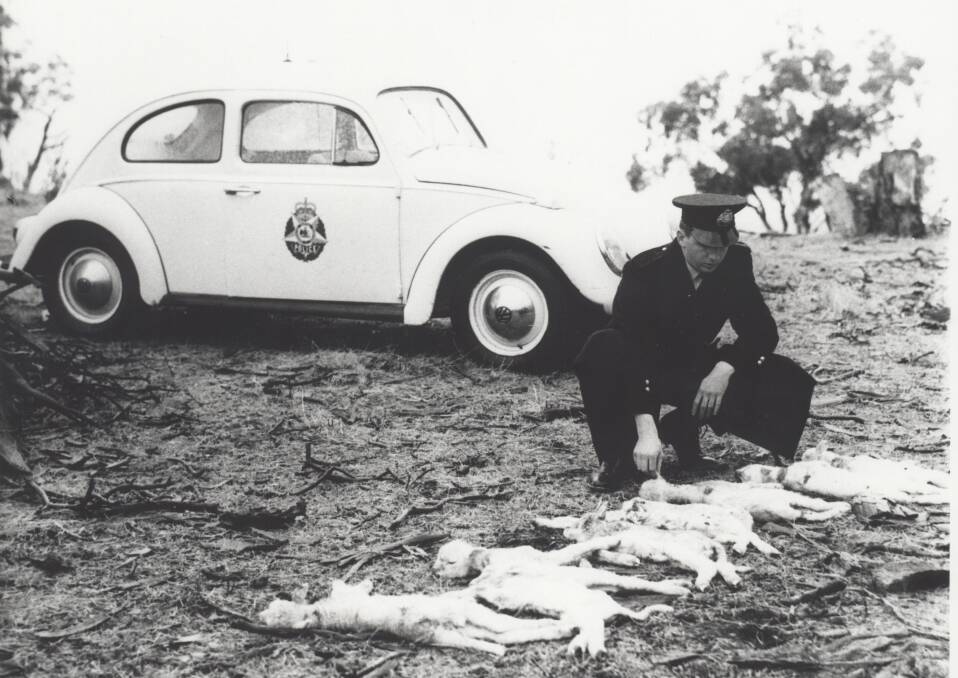 Former rural patrol member Constable Peter "Wombat" McDonald, with his police-issue VW Beetle, investigating the mauling of lambs on Cuppacumbalong Station. Picture: AFP Museum