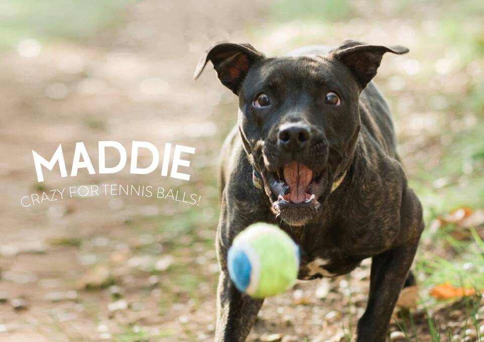 Maddie, one of the rescued dogs featured in the recently-released 2019 ARF calendar. Picture: Supplied