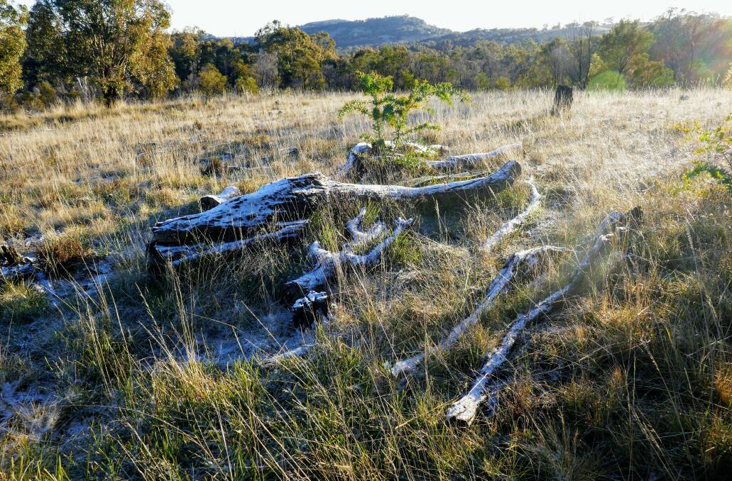 Snow showers overnight on Tuesday gave way to a glorious day for those bushwalking around Canberra. Picture: Toby Vue 