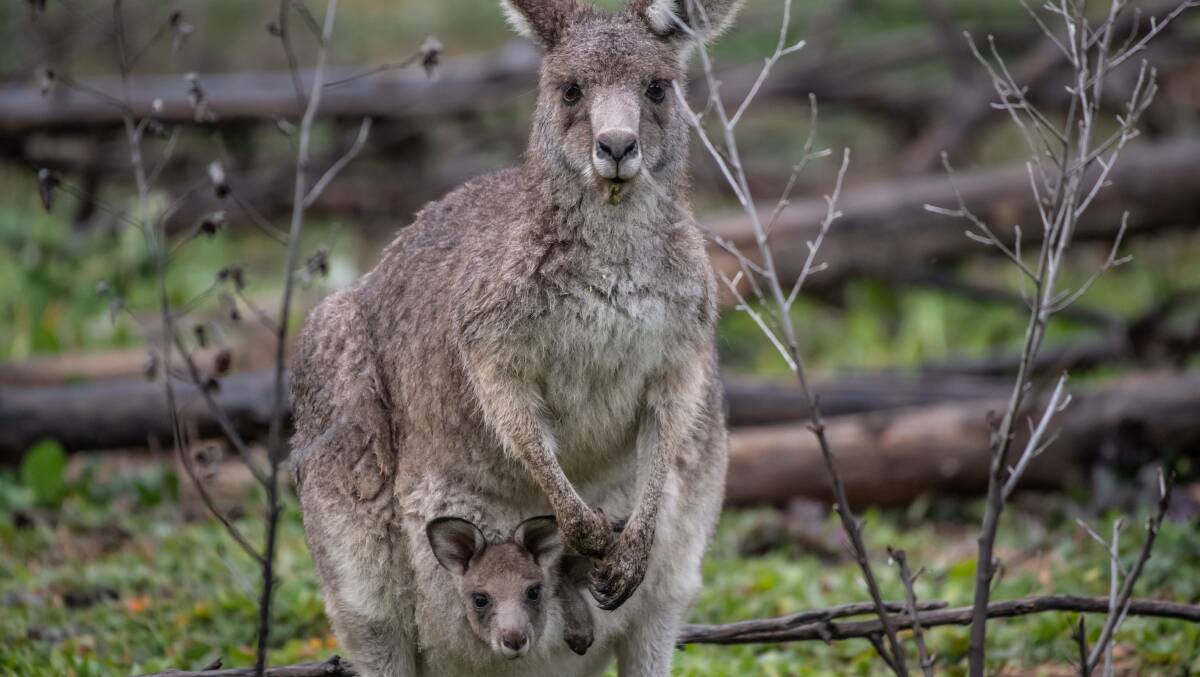 Over 1000 Eastern Grey Kangaroos were culled during the 2023 winter, and hundreds of the the carcasses used to generate baits. Picture supplied