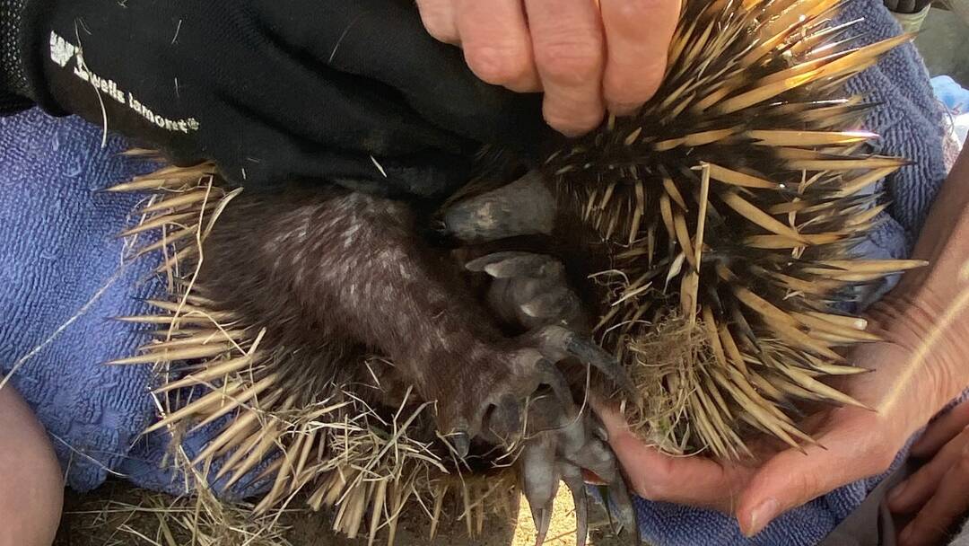 The distressed echidna is carefully eased out of the drain on Isabella Drive. Picture ACT Policing