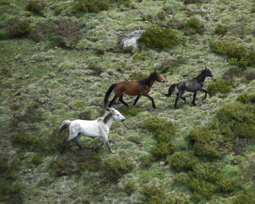 Wild horse roam the national park. Picture: Finbar O'Mallon