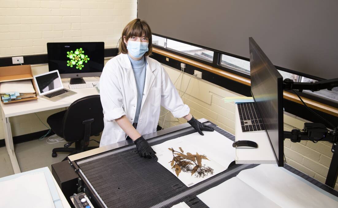 Imaging specialist Tessa Bickerstaff carefully repacks the specimens and checks the image quality after the digitisation process. Picture: Keegan Carroll 