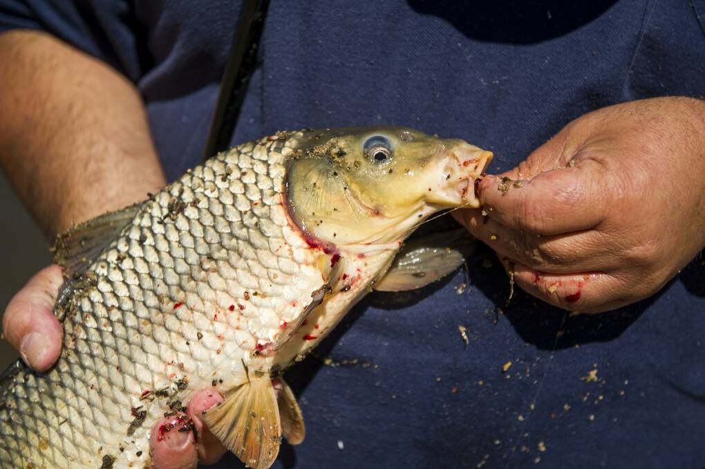 The dreaded carp, which have thrived in Canberra's lakes since the 1960s. Picture by Elesa Kurtz
