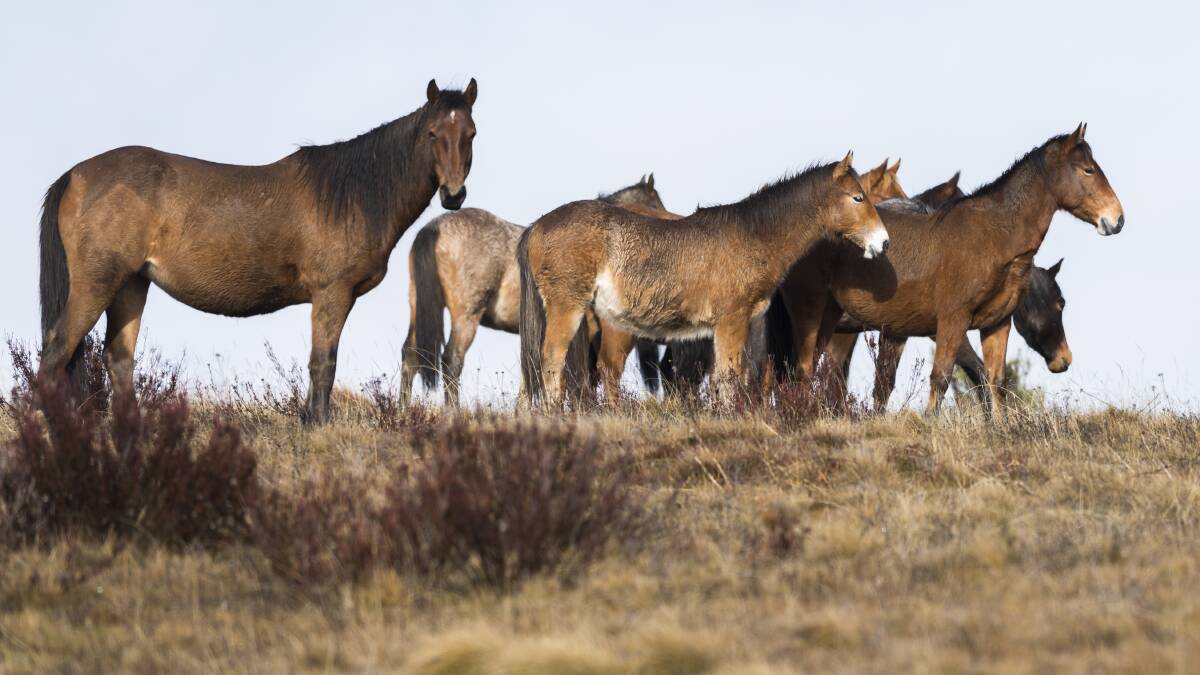 A NSW government plan aims to reduce wild horses in the Kosciuszko National Park to 3000 by mid-2027. Picture: Andrew Plant