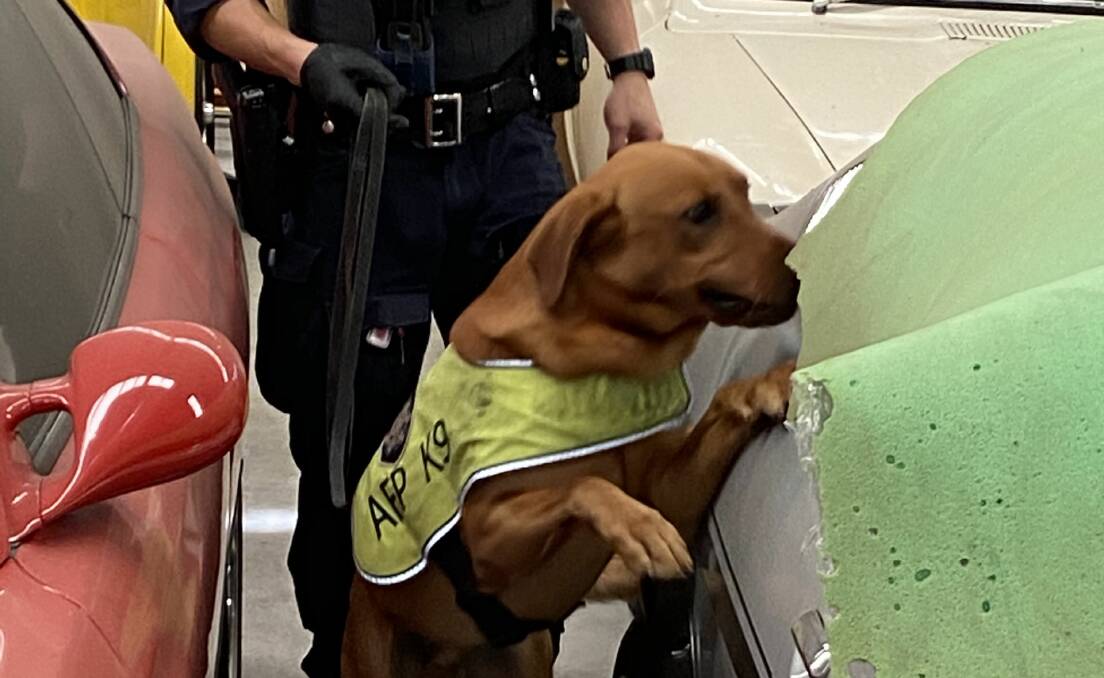 An AFP Canine drug detection dog at work. Picture: AFP