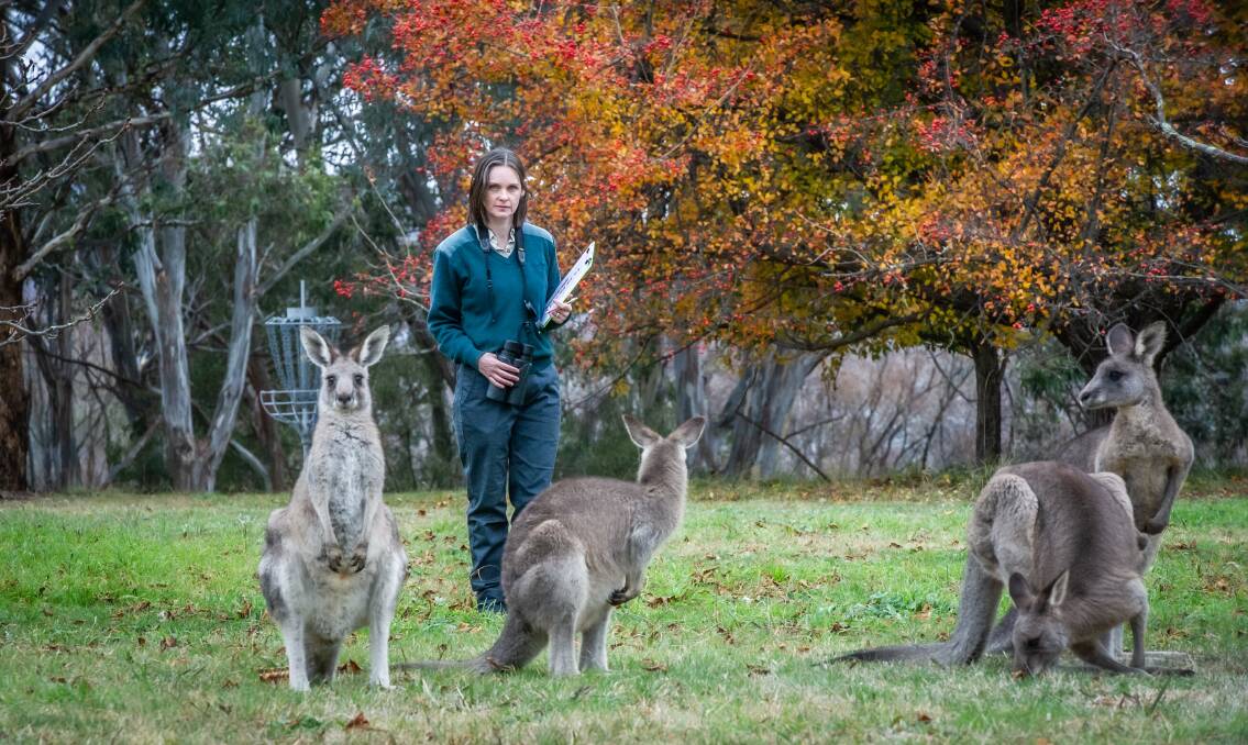 Ecologist Claire Wimpenny assessing kangaroo numbers at Weston earlier this year, ahead of the annual winter cull. Picture by Karleen Minney 