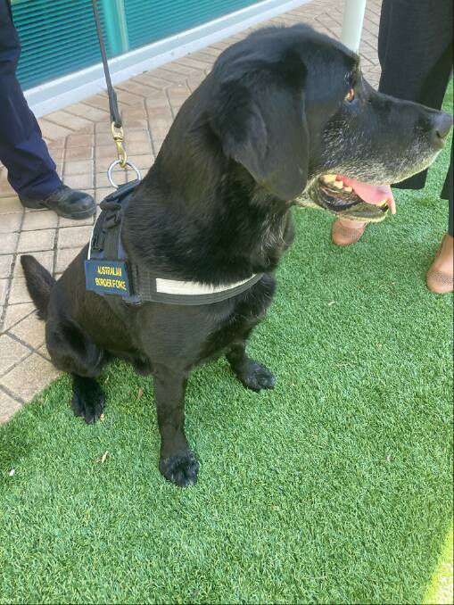Drug sniffer dogs could be used to check cars and bags entering Summernats. Picture supplied 