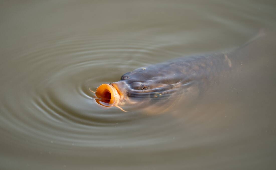 Thousands of carp have infested Canberra's waterways for decades. Picture Shutterstock