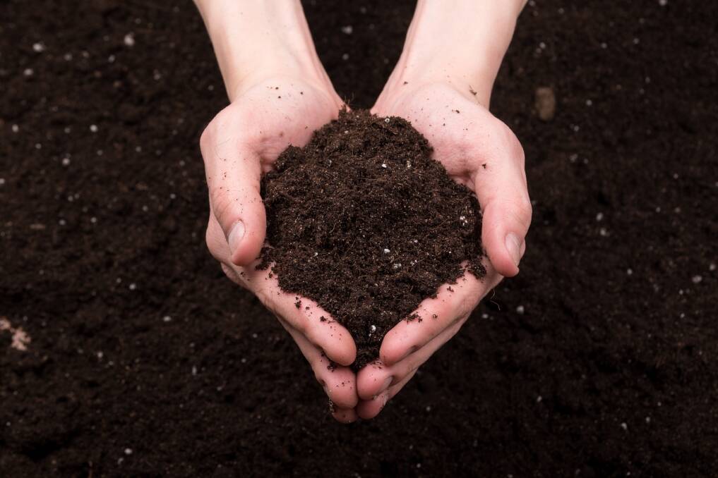 Plants grow in compost - faster, more pest and disease-resistant. Picture Getty Images 