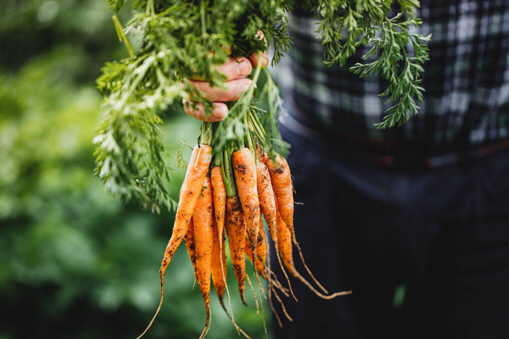 Somehow, accidentally, I have the balance right with this year's carrots. Picture Getty Images 
