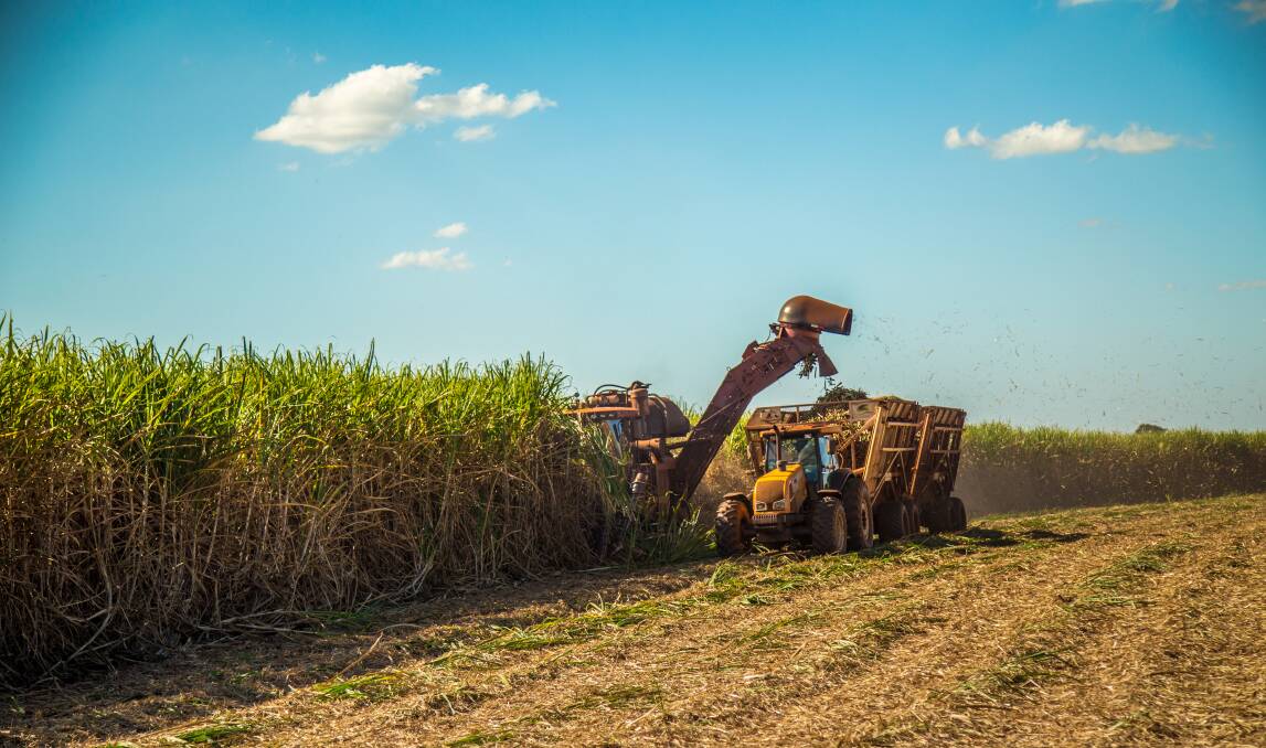 Why do we make sugary or starchy junk instead of ethanol? It's absurd. Photo: Shutterstock