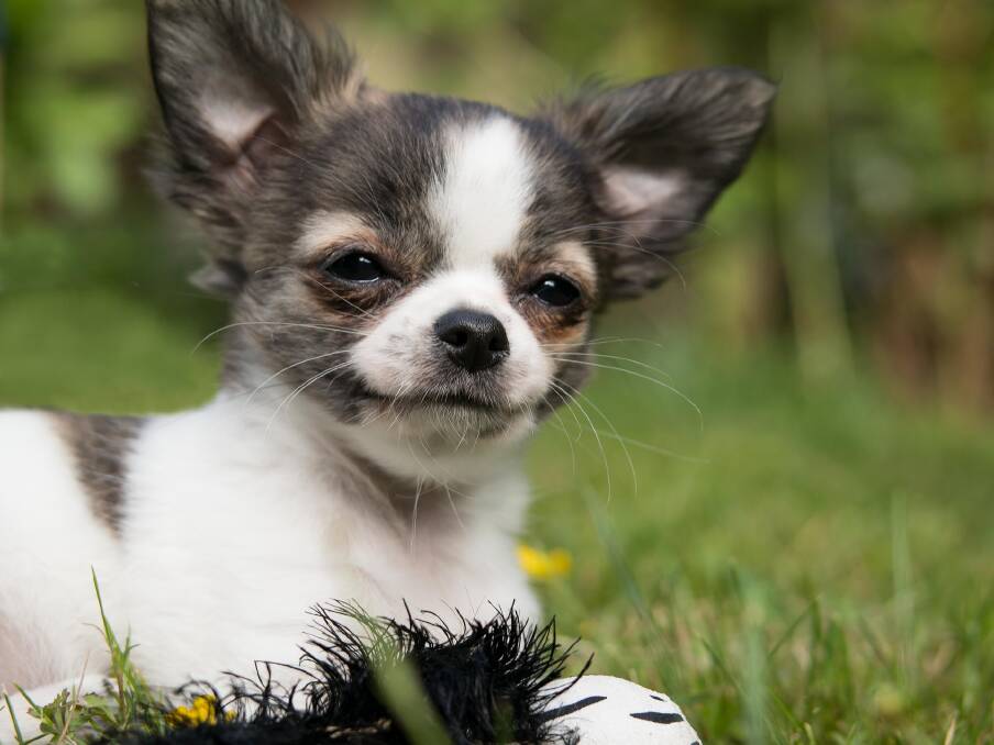 Smaller breeds such as chihuahuas are up to 10 per cent more susceptible to cryptorchidism.