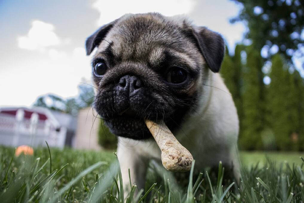 Pugs and other flat-faced breeds can suffer from brachycephalic obstructive airway syndrome. 
