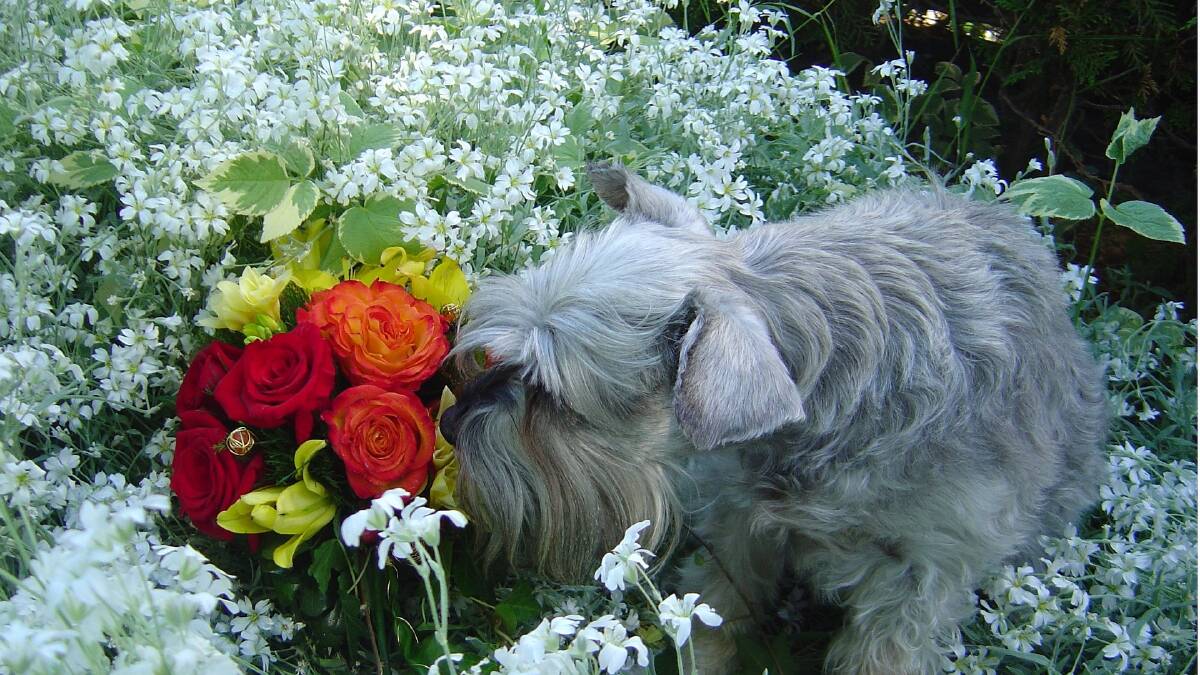 Tips on how to create a pet friendly garden for your pooch