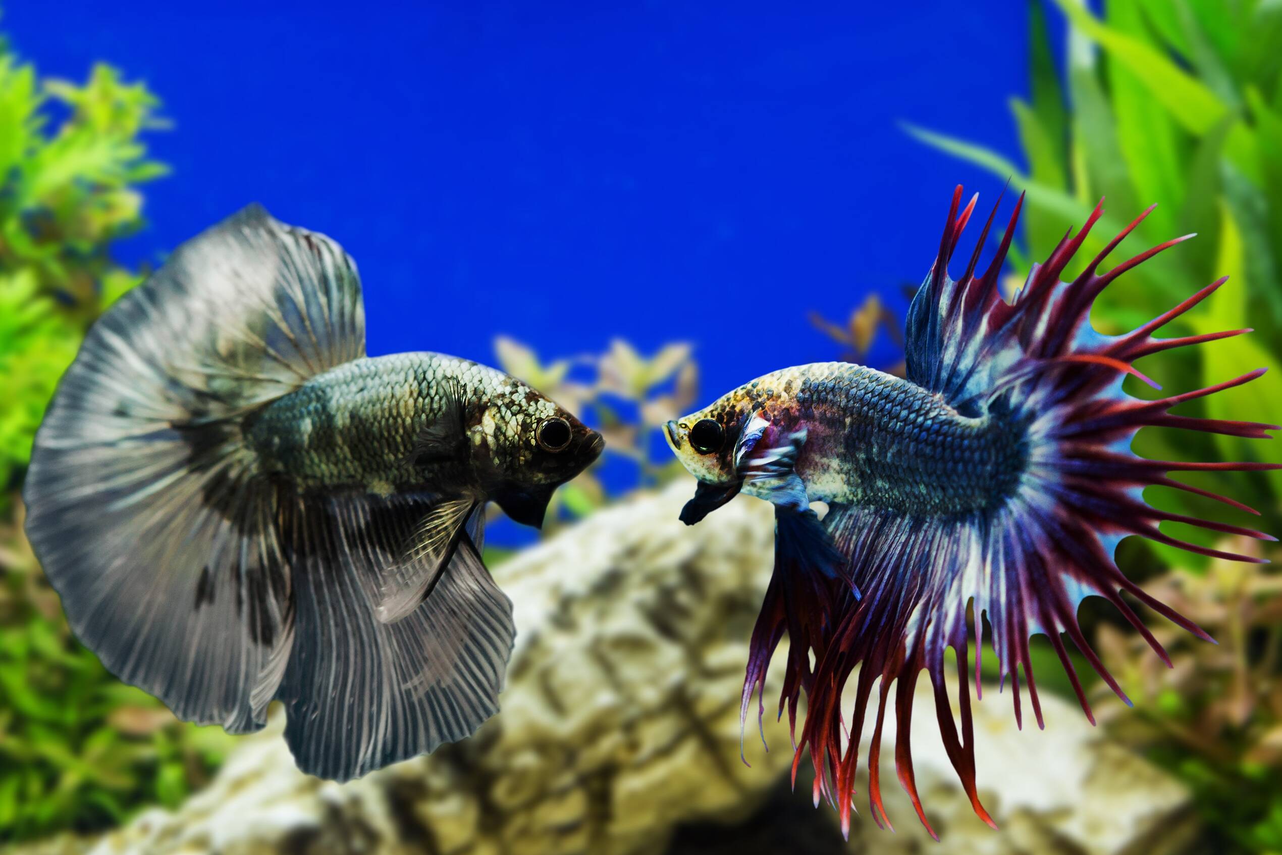How to care for Siamese fighting fish, The Canberra Times