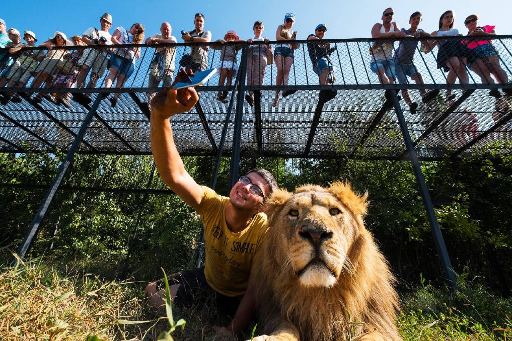 Negative impact: Tourists can take selfies with lions at Taigan Lion Park in Russia.