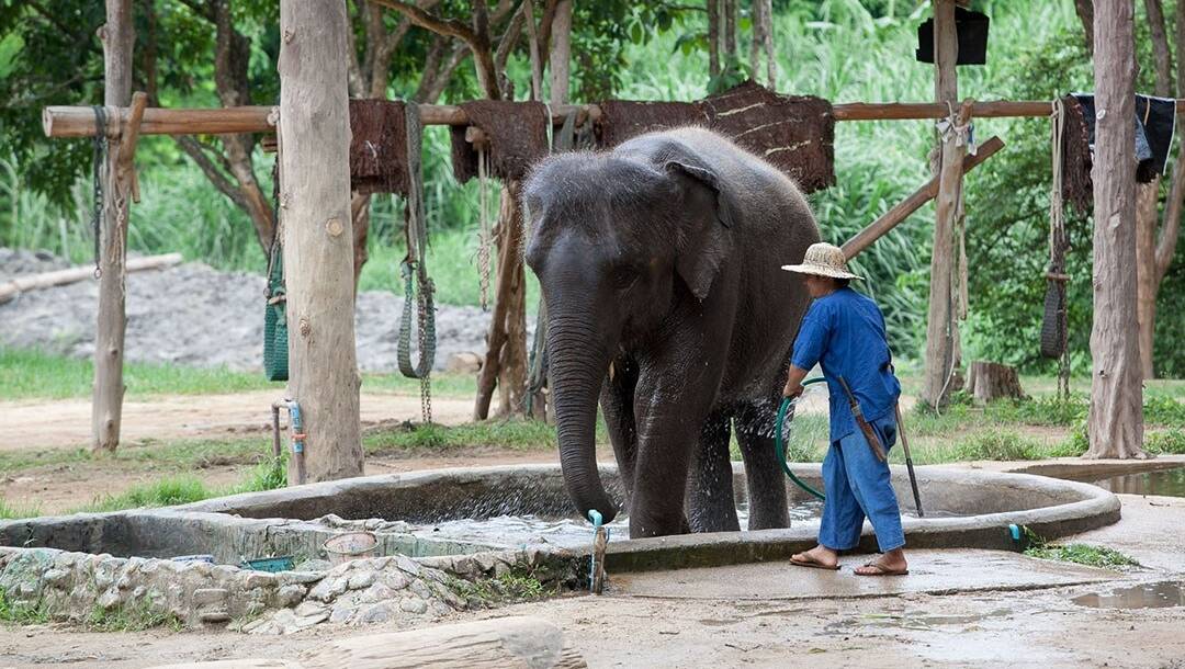 The Thai Elephant Conservation Centre (TECC) has been caring for elephants in a forested area south of Chiang Mai since 1993. Pictures: Supplied