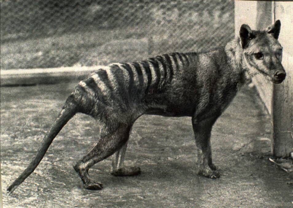 The last Tasmanian Tiger, which died in 1936. Picture: AP