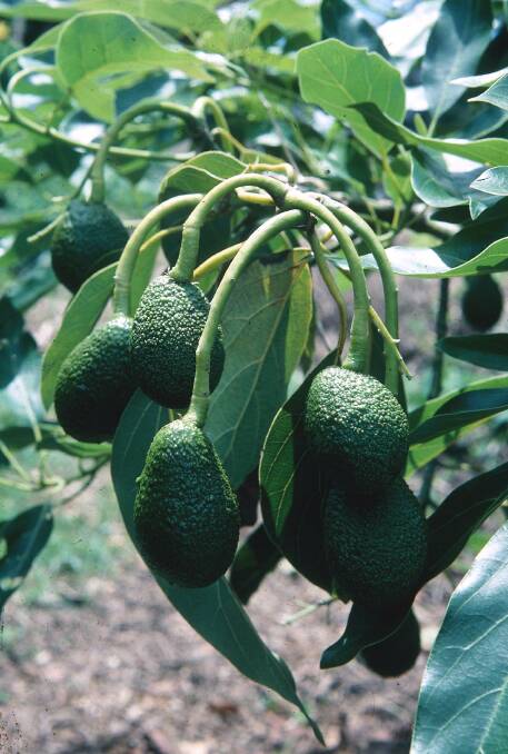 With pampering and the right conditions, you too can grow avocados. Picture: John Stowar