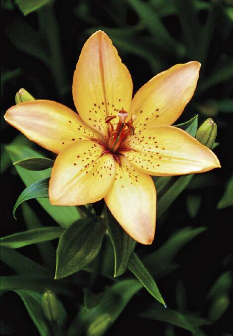 An Asiatic lily known as Copper Dauricum. Picture: Supplied