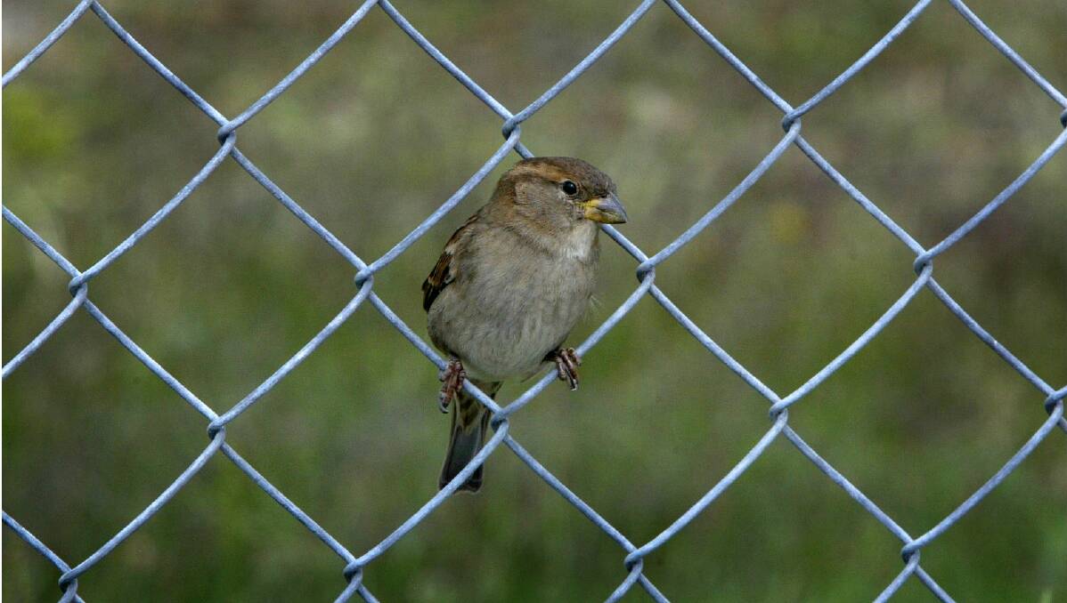 A common sight anywhere in Australia, the house sparrow will be declared a pest in Canberra. Picture: Craig Abraham