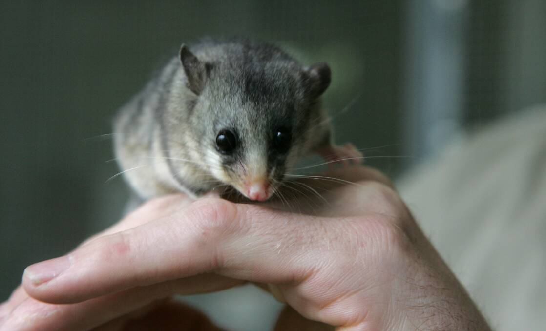 The mountain pygmy possum is one of Australia's endangered species. Picture: Andrew De La Rue.