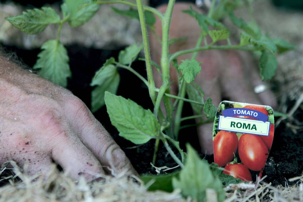 It really isn't a proper summer without tomatoes so get your hands dirty this weekend. Picture: Greg Totman